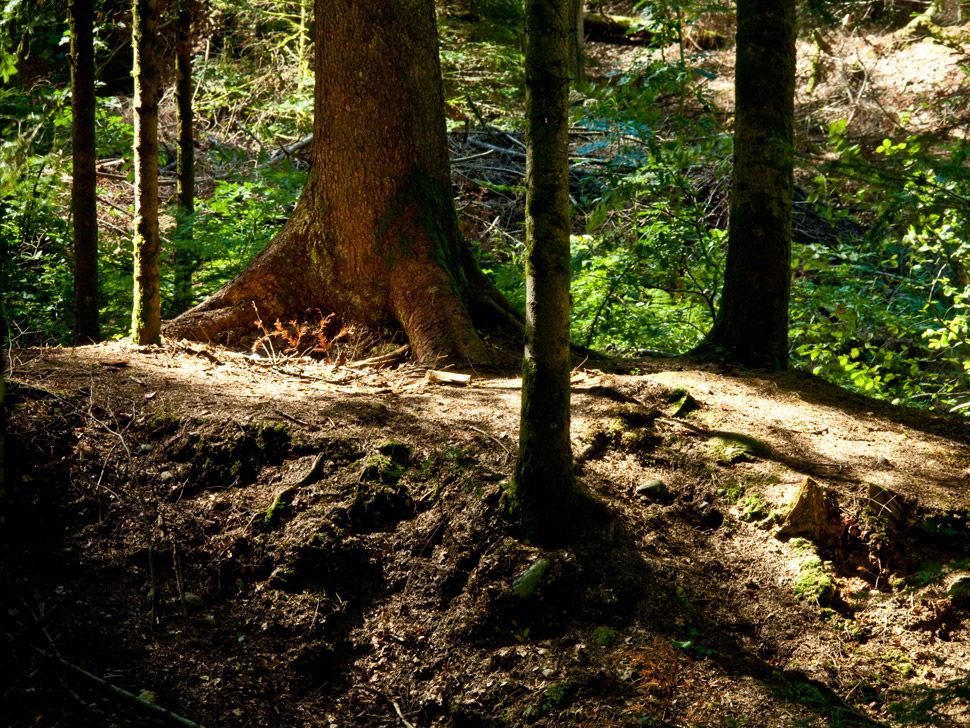 Image média: Bois de Peccau