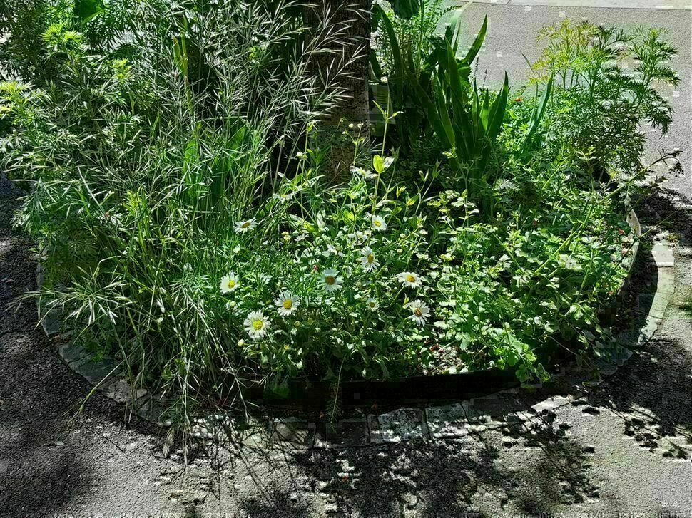 Image média: Jardins de poche