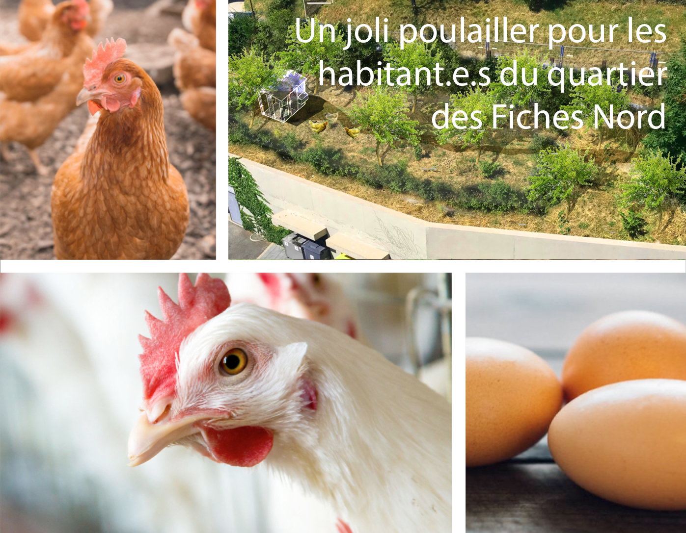 Image média: Poulailler les &quot;Poules Nord&quot;