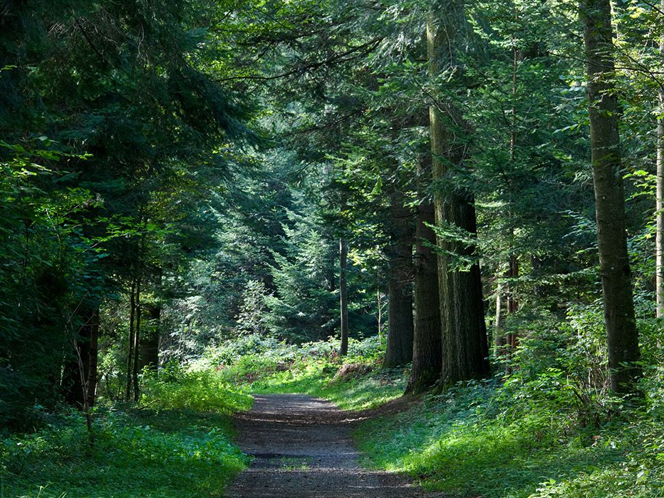 Image média: Bois de Vernand-Dessous