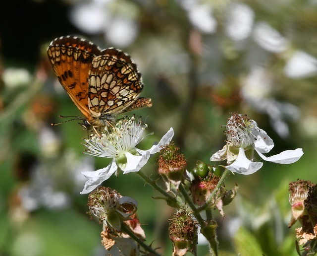 Image média: Des ronces pour la biodiversité