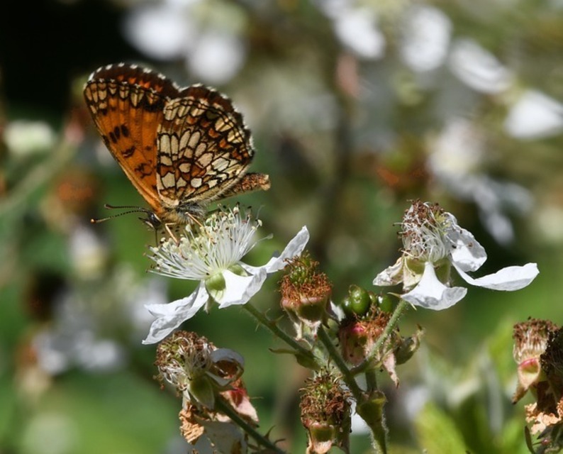 butterfly-g3648bc306_640.jpg